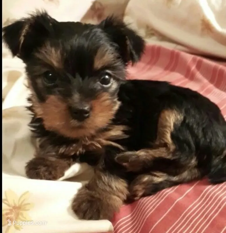 Luna – Yorkshire Terrier puppy for sale in Houston, TX