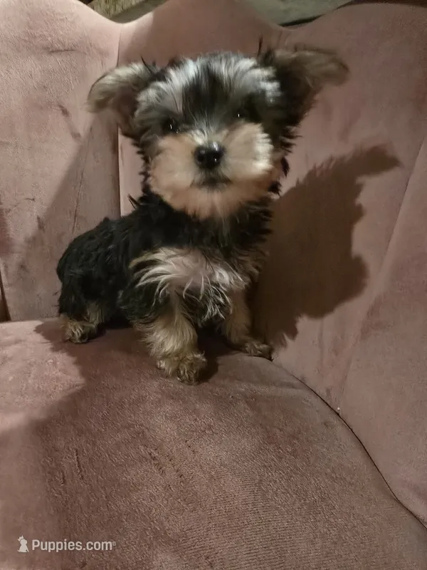 Luna – Yorkshire Terrier puppy for sale in Houston, TX