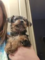Bengy, a male Yorkshire Terrier for sale in Houston, TX – 1 of 3