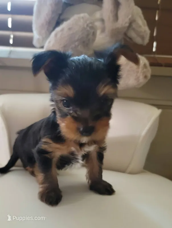 Luna – Yorkshire Terrier puppy for sale in Houston, TX