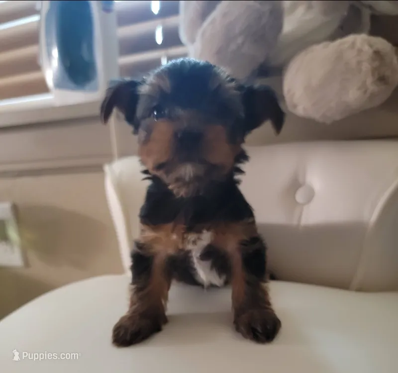Luna – Yorkshire Terrier puppy for sale in Houston, TX