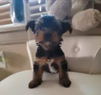 Luna, a female Yorkshire Terrier for sale in Houston, TX – 1 of 2