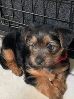 Luna, a female Yorkshire Terrier for sale in Houston, TX – 2 of 2