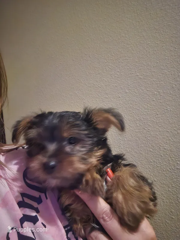 Bengy – Yorkshire Terrier puppy for sale in Houston, TX