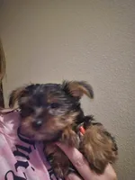 Bengy, a male Yorkshire Terrier for sale in Houston, TX – 2 of 3