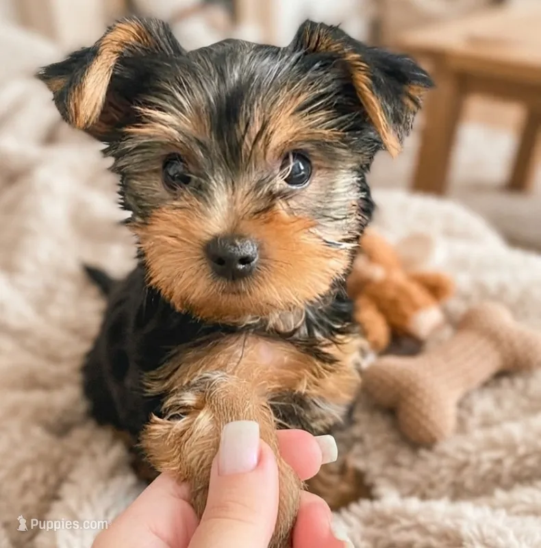 Bengy – Yorkshire Terrier puppy for sale in Houston, TX