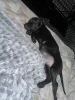 Zeke, a male American Pit Bull Terrier for sale in Jonesboro, GA – Photo 1 of 2