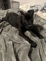 Zeke, a male American Pit Bull Terrier for sale in Jonesboro, GA – Photo 2 of 2