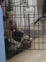 Jordan , a male Shih Tzu for sale in Melbourne, FL – 2 of 9