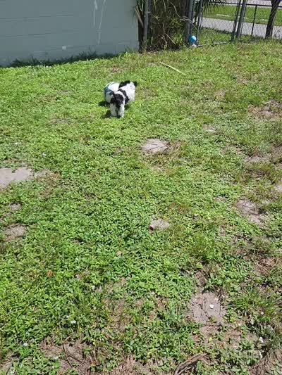 Jordan , a male Shih Tzu for sale in Melbourne, FL – 9 of 9