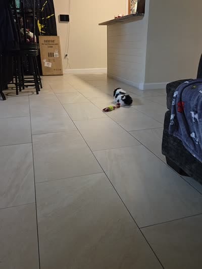Jordan , a male Shih Tzu for sale in Melbourne, FL – 6 of 9