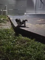 Jordan , a male Shih Tzu for sale in Melbourne, FL – 3 of 9