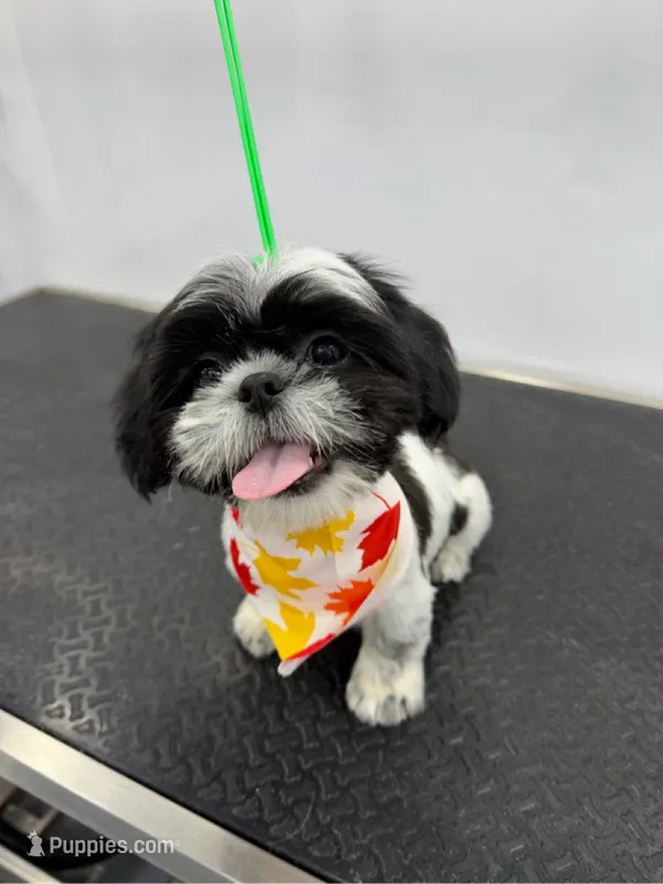 Jordan  – Shih Tzu puppy for sale in Melbourne, FL