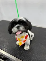 Jordan , a male Shih Tzu for sale in Melbourne, FL – 1 of 9