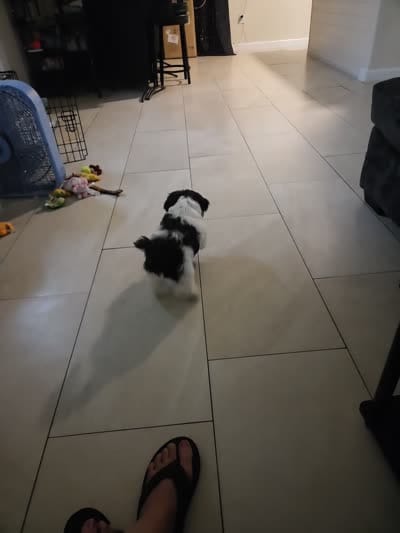 Jordan , a male Shih Tzu for sale in Melbourne, FL – 7 of 9