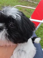 Jordan , a male Shih Tzu for sale in Melbourne, FL – 4 of 9