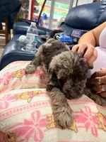 cookie, a male Goldendoodle and Labradoodle for sale in Yorktown, VA – 2 of 3