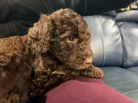 Brownie, a female Goldendoodle and Labradoodle for sale in Yorktown, VA – 3 of 3