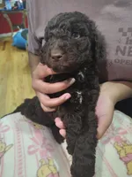 Brownie, a female Goldendoodle and Labradoodle for sale in Yorktown, VA – 1 of 3