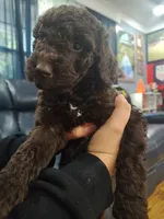 Brownie, a female Goldendoodle and Labradoodle for sale in Yorktown, VA – 2 of 3