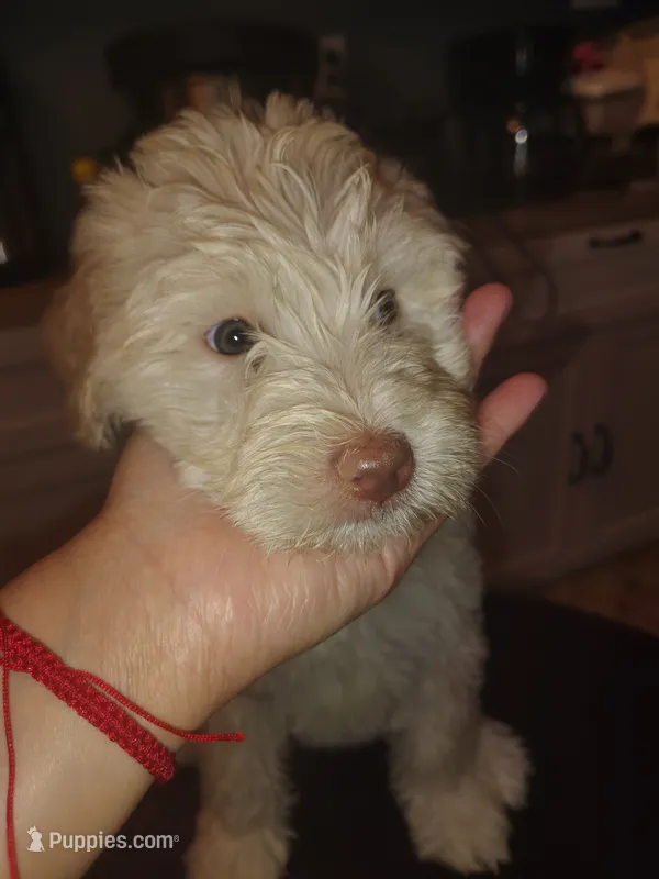 Luna – Goldendoodle, Labradoodle puppy for sale in Yorktown, VA
