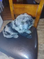 Mickey, a male Goldendoodle and Labradoodle for sale in Yorktown, VA – 2 of 2