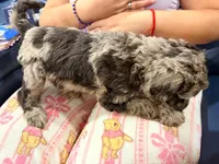 cookie, a male Goldendoodle and Labradoodle for sale in Yorktown, VA – 3 of 3