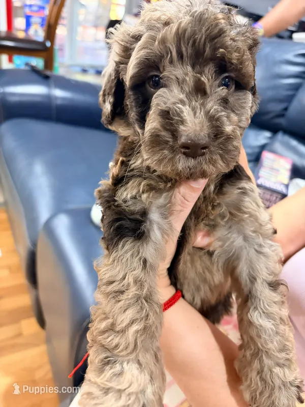 cookie – Goldendoodle, Labradoodle puppy for sale in Yorktown, VA