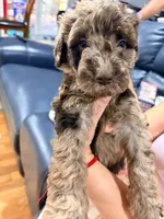 cookie, a male Goldendoodle and Labradoodle for sale in Yorktown, VA – 1 of 3