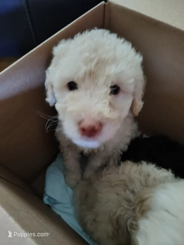 Neve – Goldendoodle, Labradoodle puppy for sale in Yorktown, VA