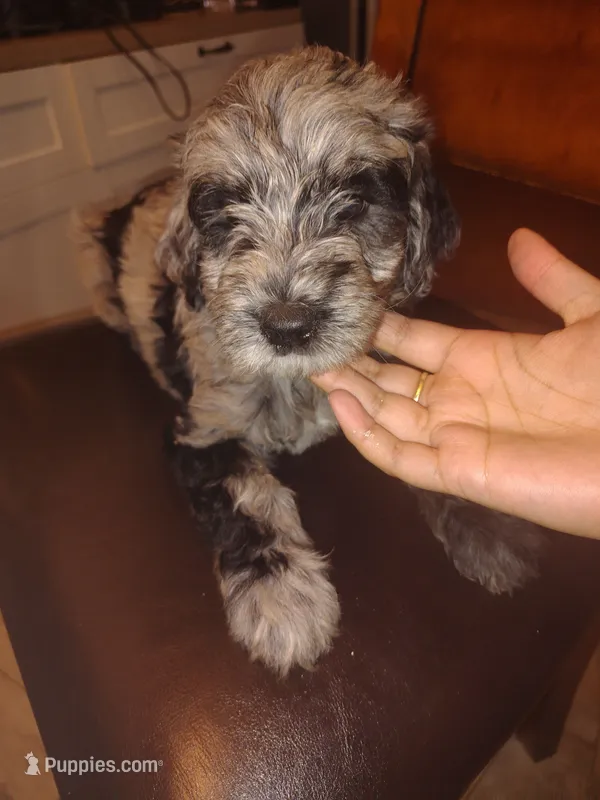 Estrella – Goldendoodle, Labradoodle puppy for sale in Yorktown, VA