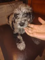 Estrella, a female Goldendoodle and Labradoodle for sale in Yorktown, VA – 1 of 4