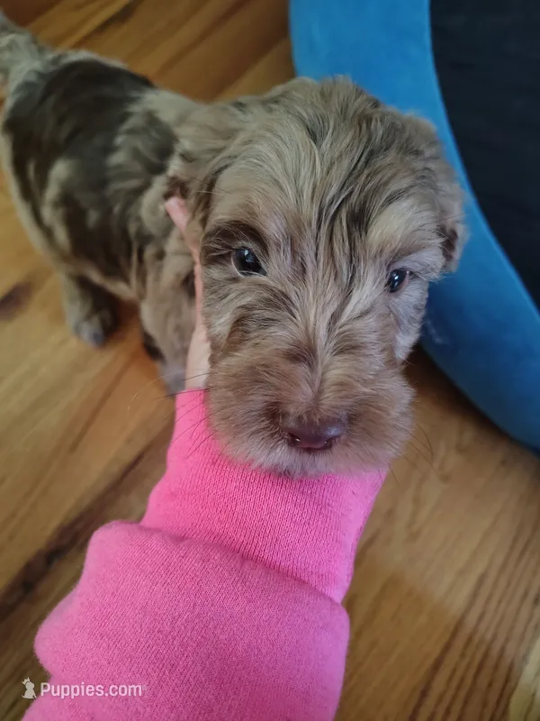 Scooby Doo – Goldendoodle, Labradoodle puppy for sale in Yorktown, VA