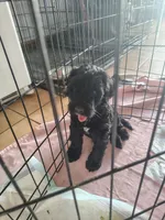 Coco, a female Goldendoodle and Labradoodle for sale in Yorktown, VA – 1 of 1
