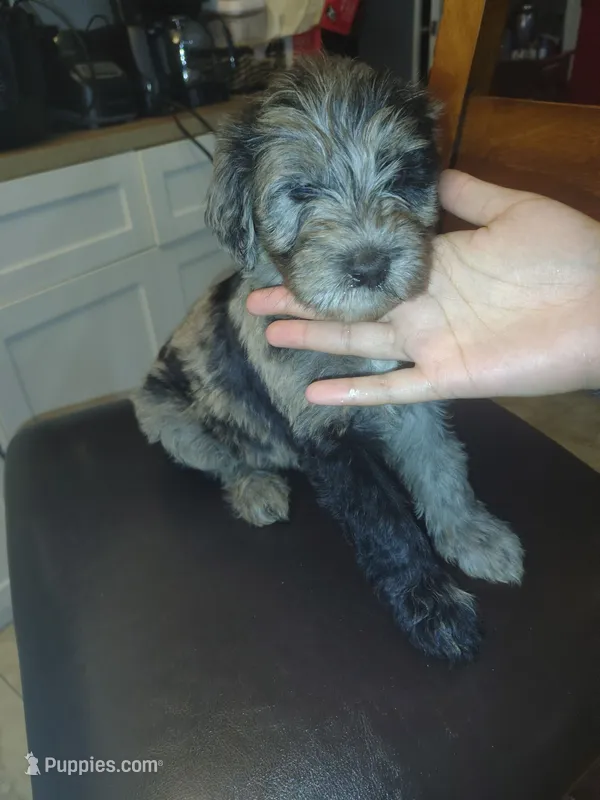 Mickey – Goldendoodle, Labradoodle puppy for sale in Yorktown, VA