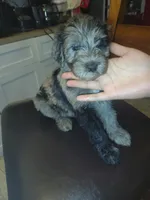 Mickey, a male Goldendoodle and Labradoodle for sale in Yorktown, VA – 1 of 2