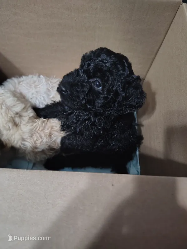 Shadow – Goldendoodle, Labradoodle puppy for sale in Yorktown, VA