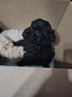 Shadow, a male Goldendoodle and Labradoodle for sale in Yorktown, VA – 1 of 1