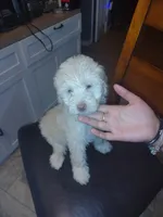 Luna, a female Goldendoodle and Labradoodle for sale in Yorktown, VA – 2 of 3