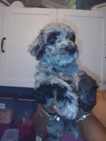 Estrella, a female Goldendoodle and Labradoodle for sale in Yorktown, VA – 2 of 4