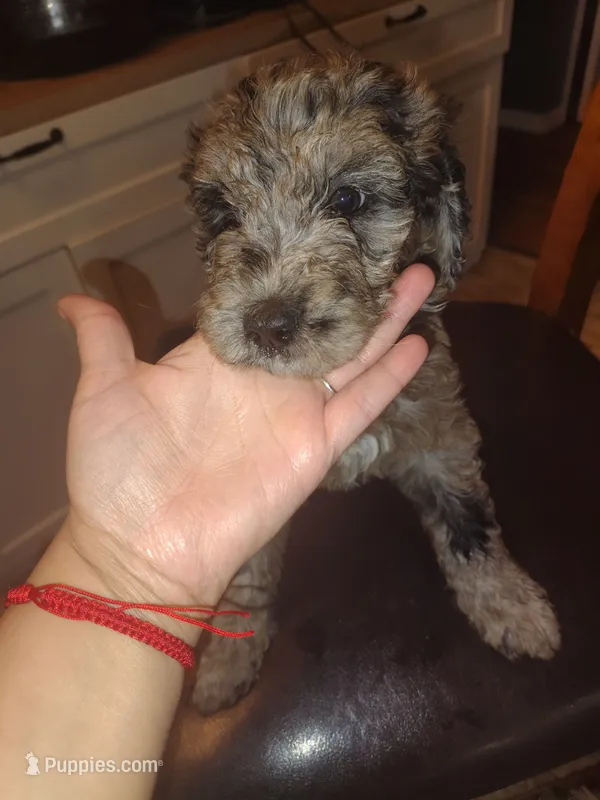 Oriella – Goldendoodle, Labradoodle puppy for sale in Yorktown, VA