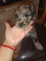 Oriella, a female Goldendoodle and Labradoodle for sale in Yorktown, VA – 1 of 1