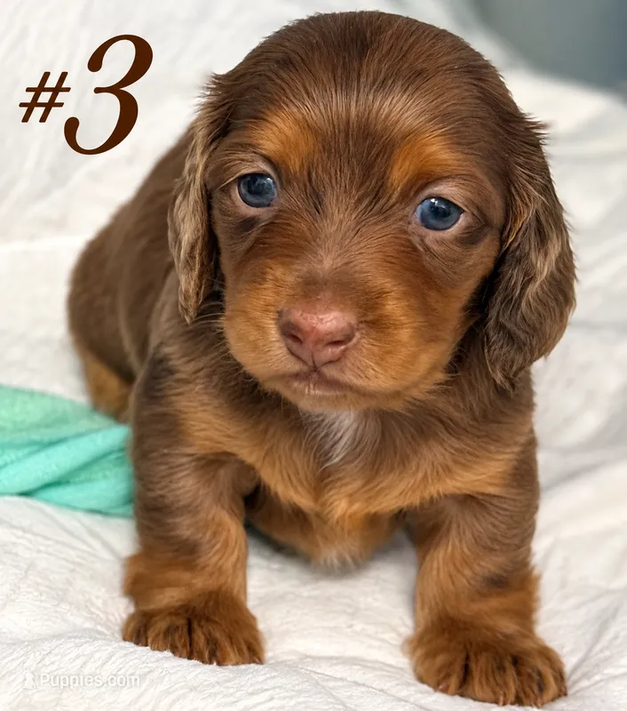 #3 – Miniature Dachshund puppy for sale in Ocala, FL