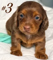 #3, a male Miniature Dachshund for sale in Ocala, FL – 1 of 3