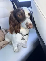 Coming Soon, a  Miniature Dachshund for sale in Ocala, FL – 2 of 2