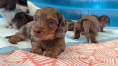 #5, a male Miniature Dachshund for sale in Ocala, FL – 2 of 2