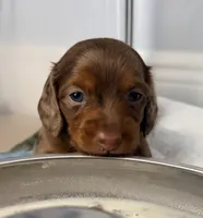 #3, a male Miniature Dachshund for sale in Ocala, FL – 2 of 3