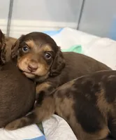 #6 , a female Miniature Dachshund for sale in Ocala, FL – 1 of 4