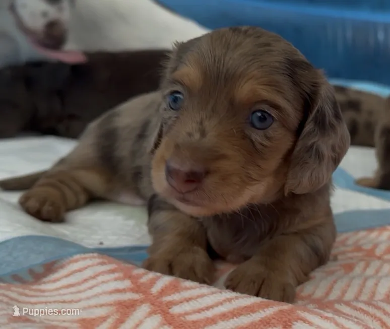 #5 – Miniature Dachshund puppy for sale in Ocala, FL