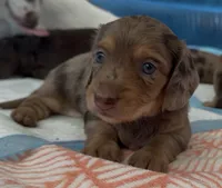 #5, a male Miniature Dachshund for sale in Ocala, FL – 1 of 2